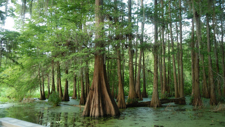 Ancient cypress trees rising from the open water of Lake Martin, Louisiana, one of the South's most iconic paddle destinations