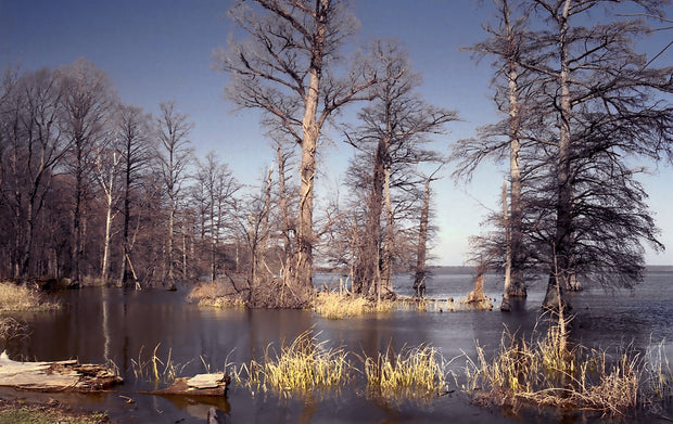 Reelfoot Lake Tennessee paddleboarding - ancient bald cypress trees rising from calm water at sunrise