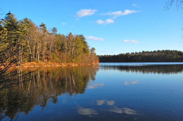 Walden Pond in Concord, Massachusetts, calm blue water ringed by forest, a popular paddleboarding pond